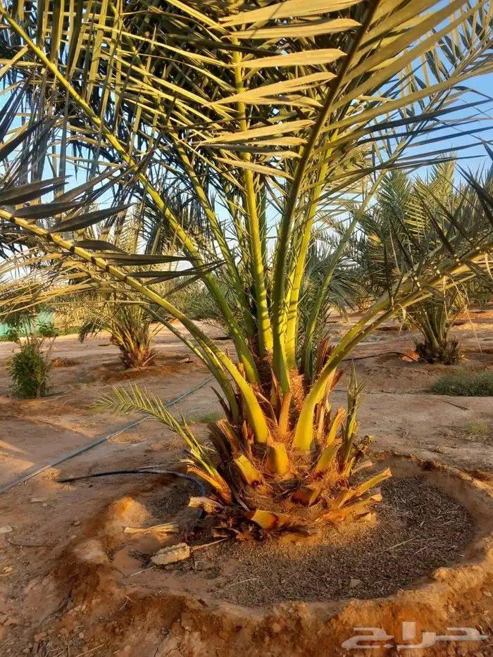 قلع وغرس وزرعة النخيل وجميع الأشجار 4