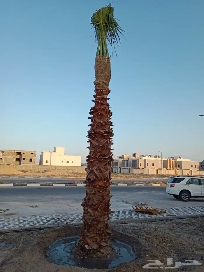 زراعه واشطني وتنضيف الواشنطني 7