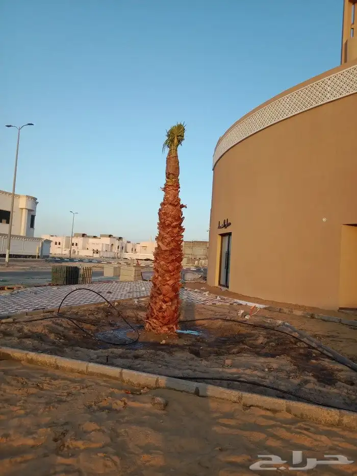 زراعه واشطني وتنضيف الواشنطني 6