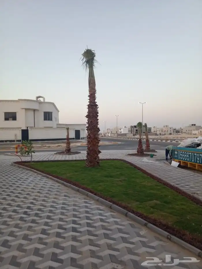 زراعه واشطني وتنضيف الواشنطني 9
