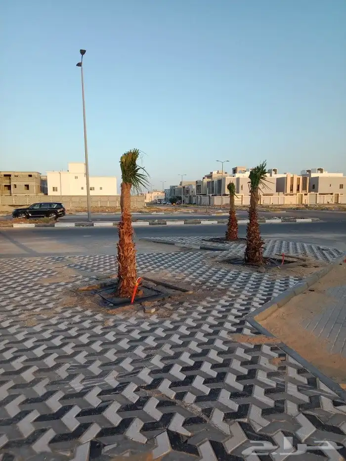 زراعه واشطني وتنضيف الواشنطني 1