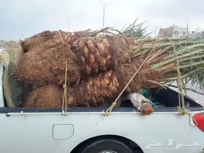 نخل للبيع جميع النواع انخل العربي والوشنطني جميع المقاسات 4