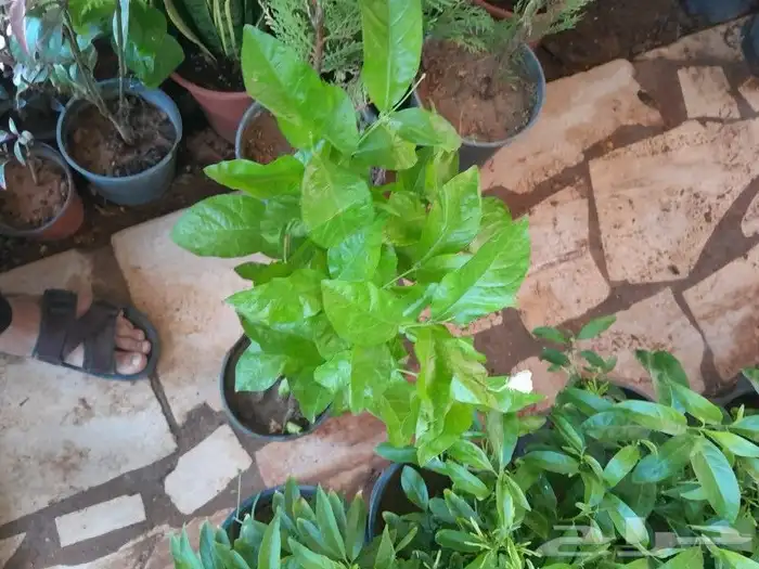 مشتل تنسيق حدائق 0