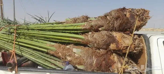 يوجد لدينا 33فسايل طيبه وكبار مشكلات صلاصل وبقيق دمام 0