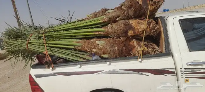 يوجد لدينا 33فسايل طيبه وكبار مشكلات صلاصل وبقيق دمام 2