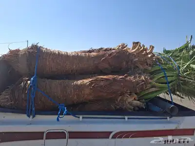 يوجدلدين وشنطني زينه توصيل جوال 3
