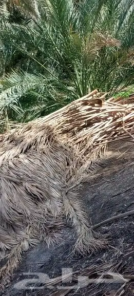 يوجد لدينا سعف نخل او جريد نخل مع التوصيل لجميع المناطق 2