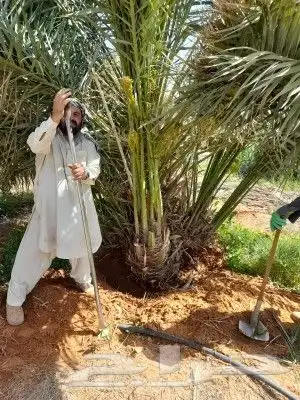 يوجد لدينا جميع انواع النخيل لتواصل 6