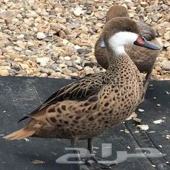 نوادر البط بهاما بني 0