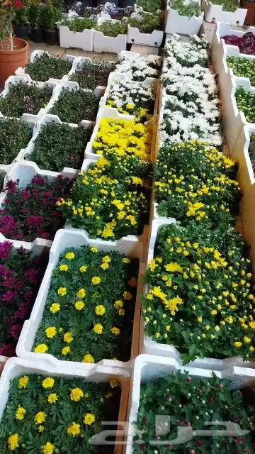 كل ما يخص الحدائق الزراعيه طبيعي وشبكات الري قص نخيل قص واشج 5