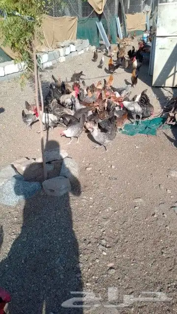 بيض بلدي وصيصان للبيع 1