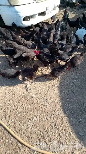 بيض بلدي وصيصان للبيع 0