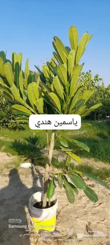 كل ما يخص الحدائق الزراعيه طبيعي وشبكات الري قص نخيل قص واشج 9
