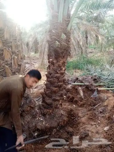 يوجد لدينا جميع انواع النخيل لتواصل 2