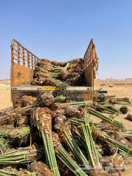 فسيايل خلاص وصقعي وبرحي جميع الانواع من مزارع اشيقر 0