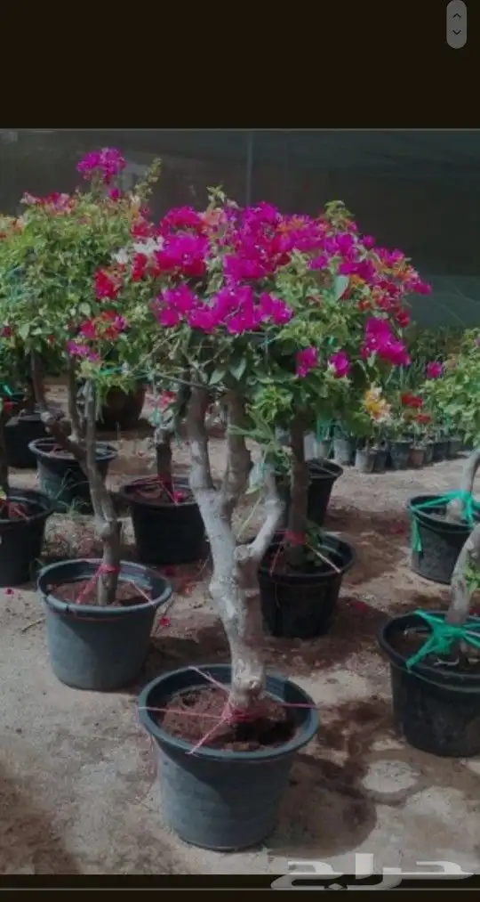 كل ما يخص الحدائق الزراعيه طبيعي وشبكات الري قص نخيل قص واشج 1