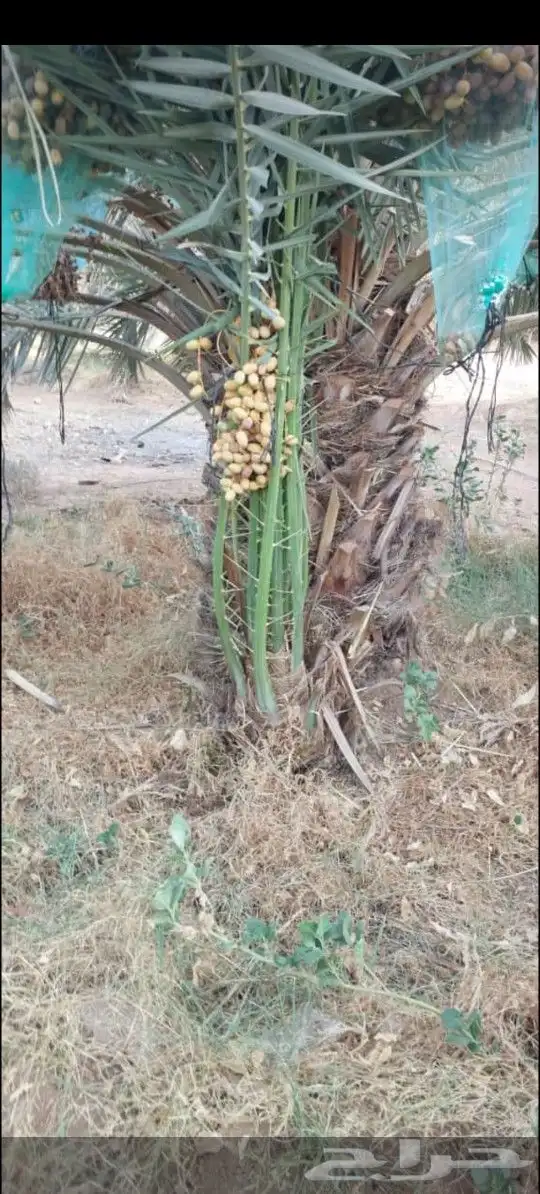 يوجد لدينا جميع انواع النخيل لتواصل 4