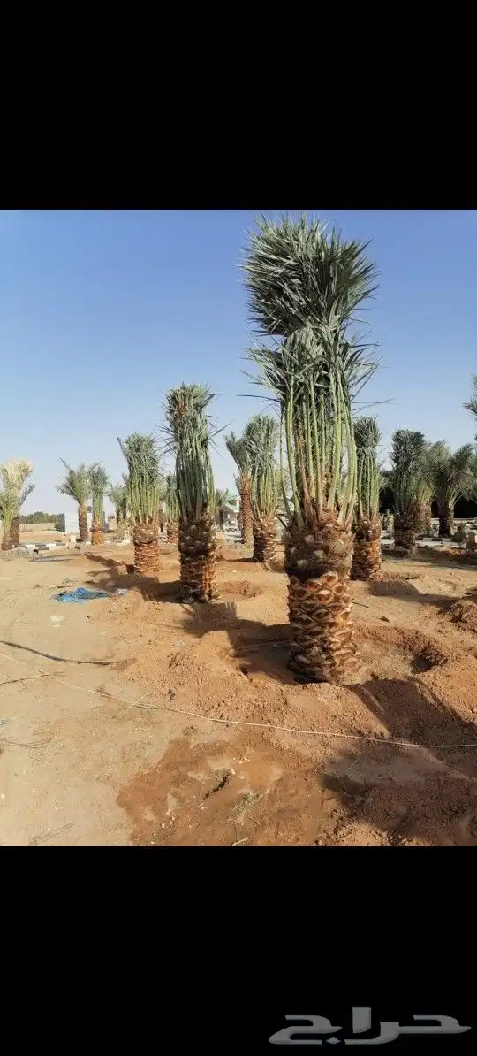 يوجد لدينا جميع انواع النخيل لتواصل 1
