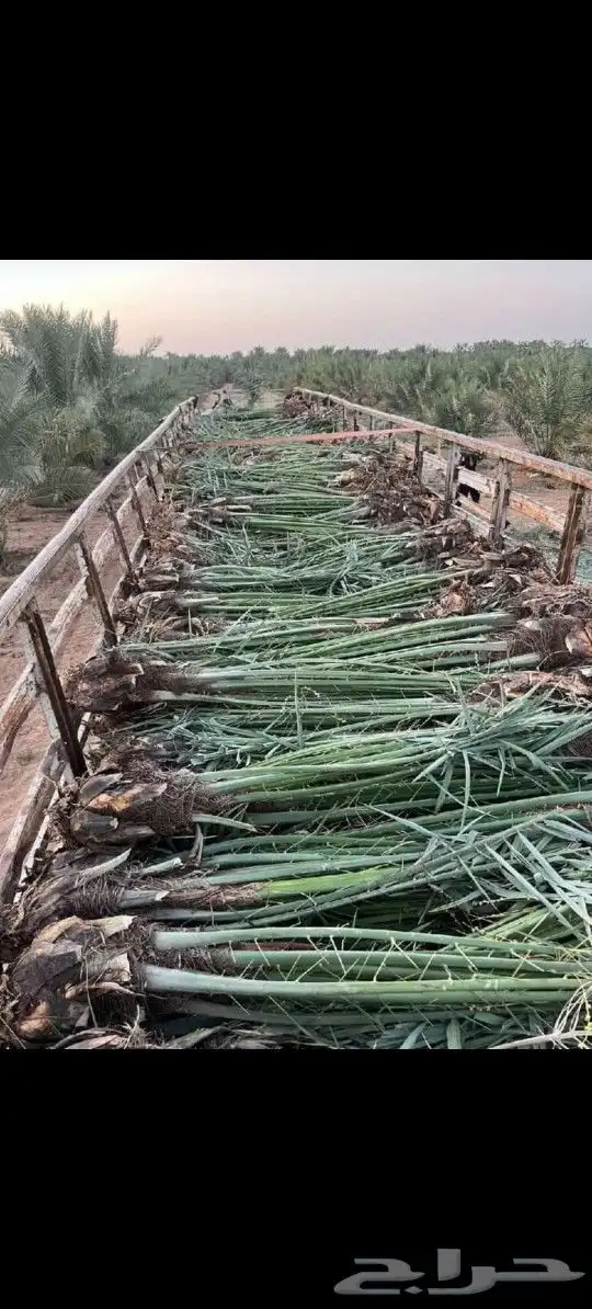 يوجد لدينا جميع انواع النخيل لتواصل 7