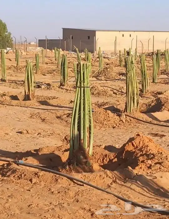 فسيايل خلاص وصقعي وبرحي جميع الانواع من مزارع اشيقر 1