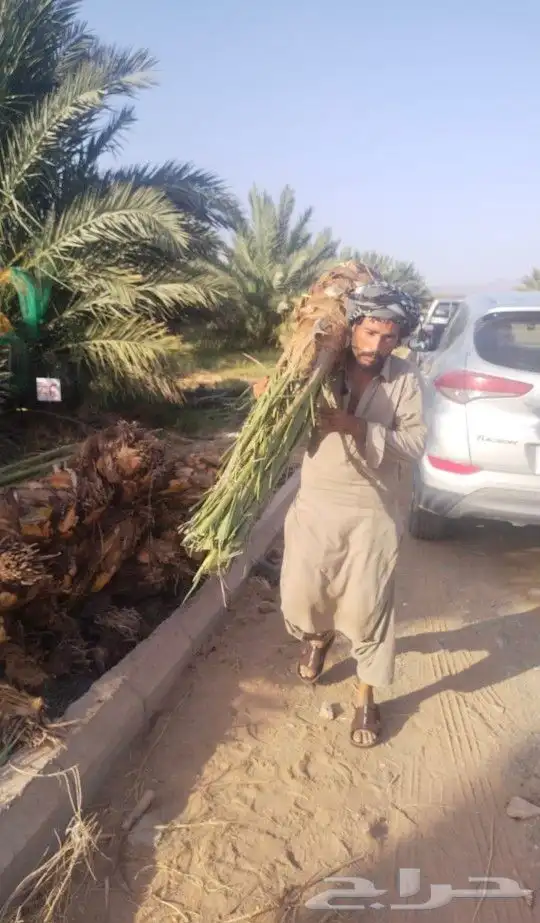 فسيايل خلاص وصقعي وبرحي جميع الانواع من مزارع اشيقر 3