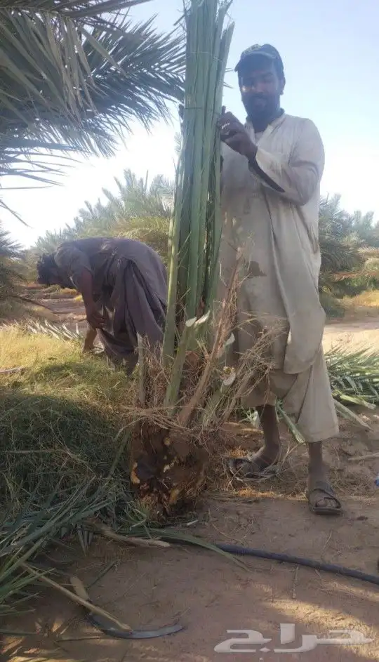 فسيايل خلاص وصقعي وبرحي جميع الانواع من مزارع اشيقر 2