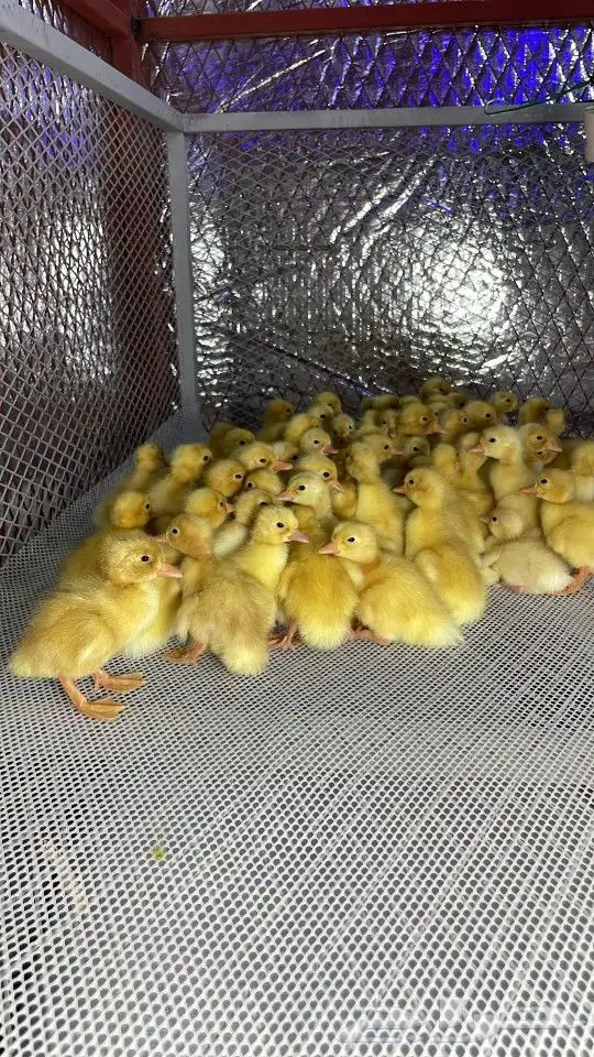 فروخ بط بكيني سوبر جاانبو 1