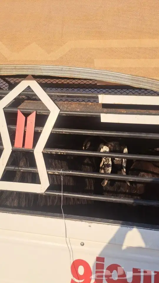 دنا طابقين نقل غنم 1