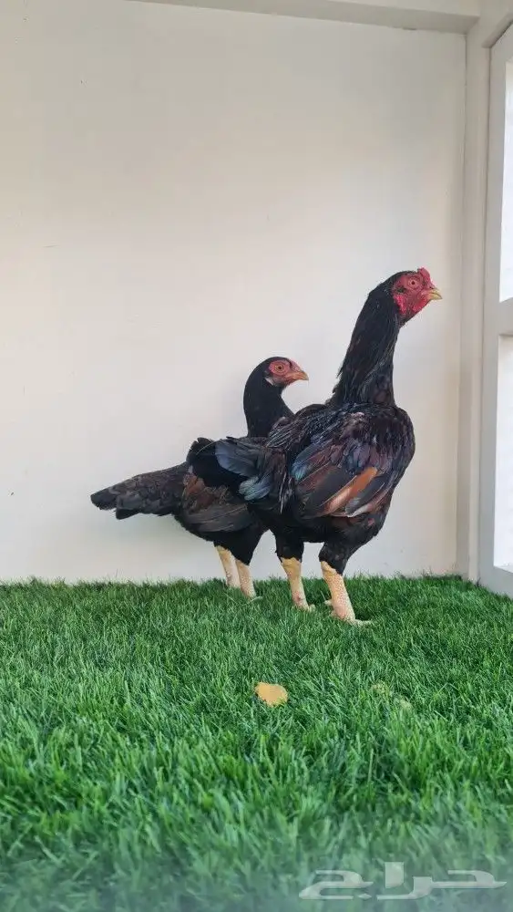 دجاج كورنيش 0