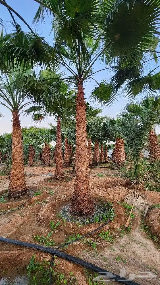 نخل واشنطن للبيع نخل واشنطني للبيع 1