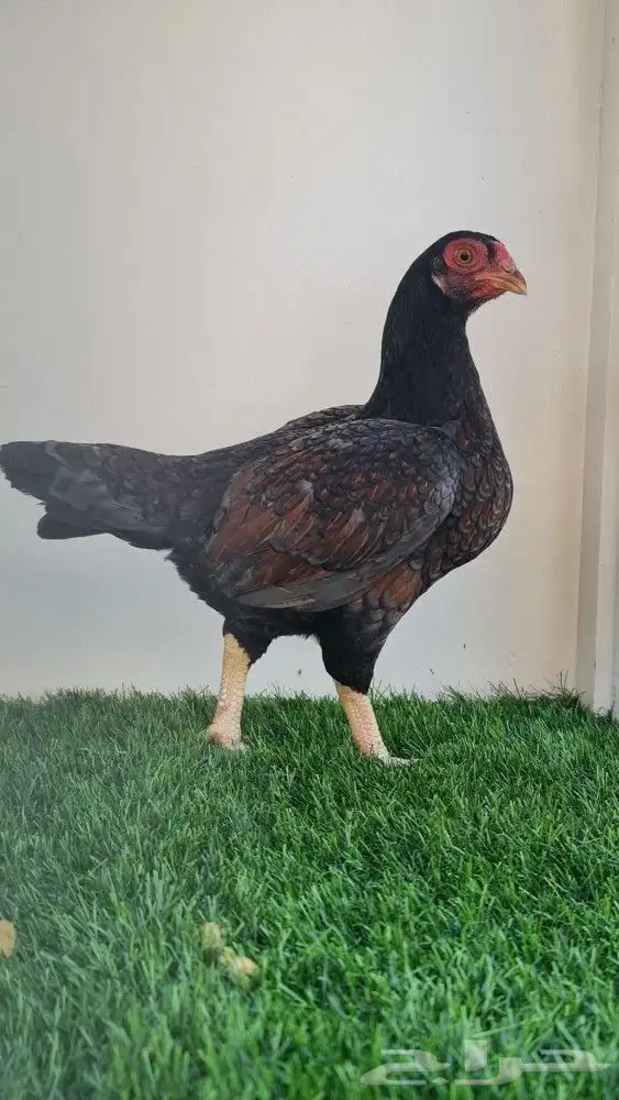 دجاج كورنيش 1