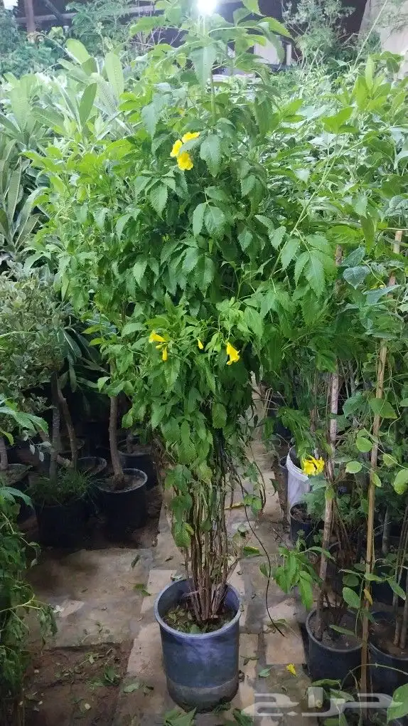 كل ما يخص الحدائق الزراعيه طبيعي وشبكات الري قص نخيل قص واشج 7