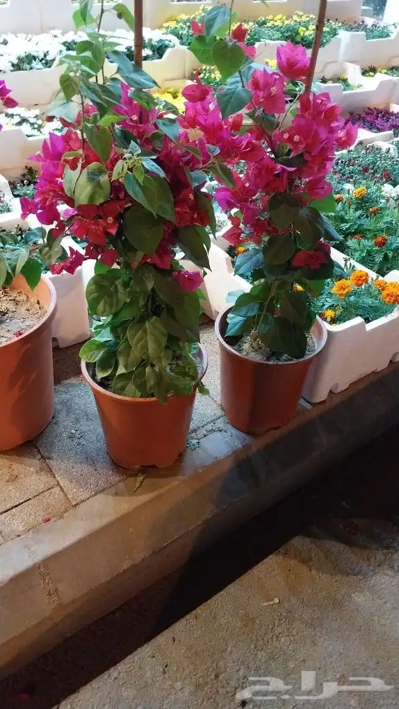 كل ما يخص الحدائق الزراعيه طبيعي وشبكات الري قص نخيل قص واشج 6