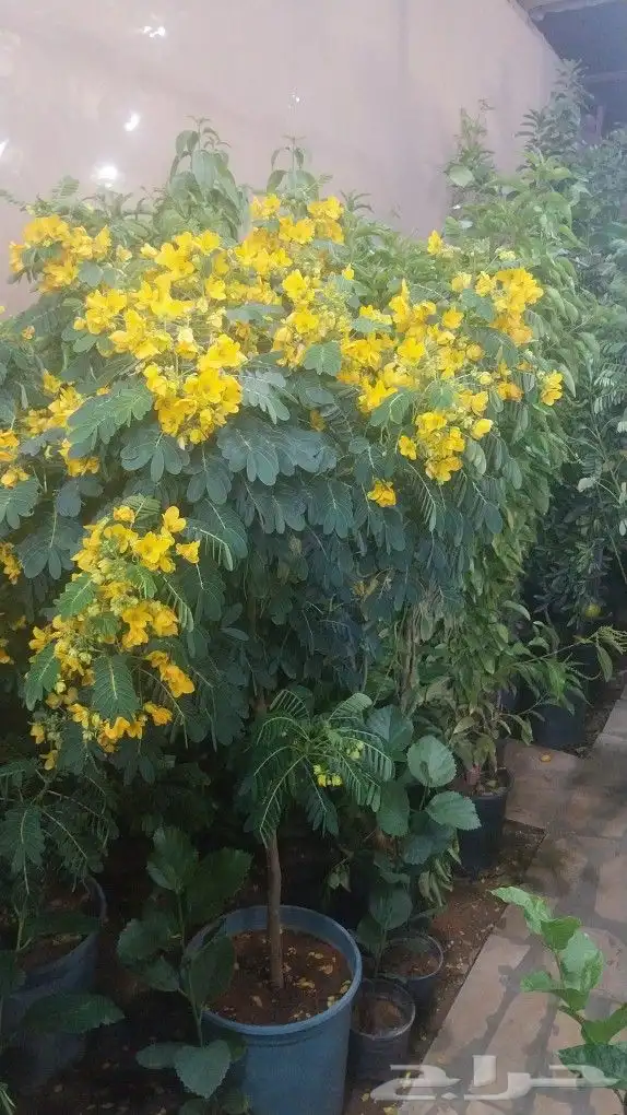 كل ما يخص الحدائق الزراعيه طبيعي وشبكات الري قص نخيل قص واشج 8