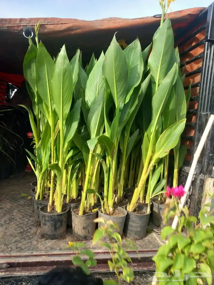 تنسيق أشجار وحدايق 0