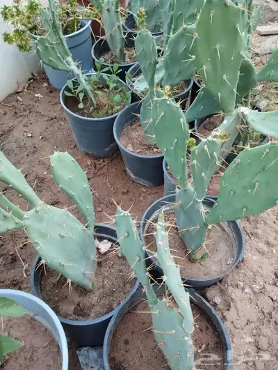 شتلات تين شوكي 0
