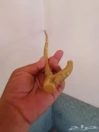 مشعاب شوحط نحيف ( تم البيع ) 4