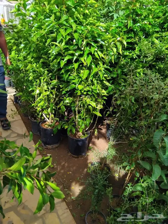 مشتل شتل تنسيق الحديقه 6