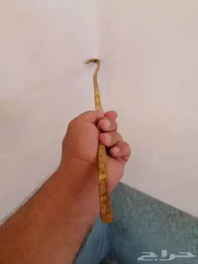مشعاب شوحط نحيف ( تم البيع ) 6