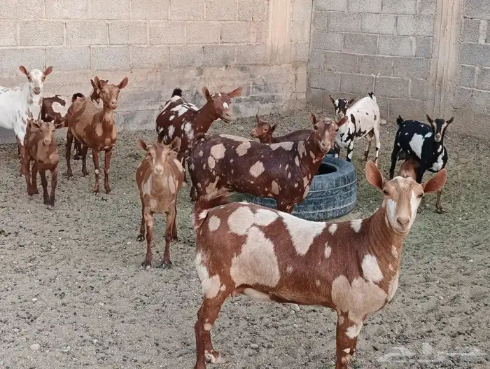عمانيات معزا 12