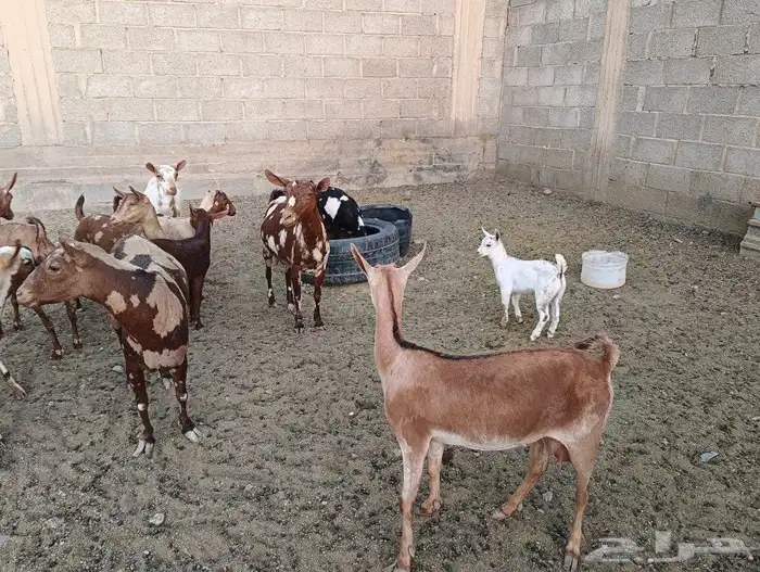 عمانيات معزا 6