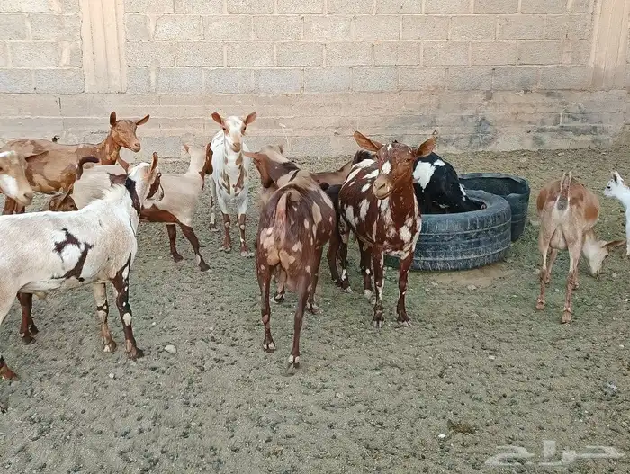 عمانيات معزا 7
