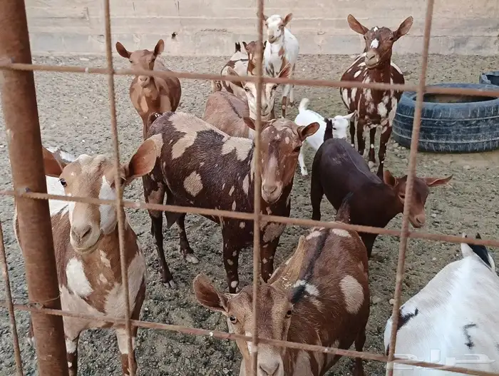 عمانيات معزا 2