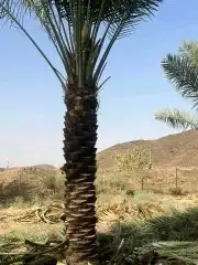 يوجد لدينا نخيل مثمر جميع الانواع وجميع المقسات 0