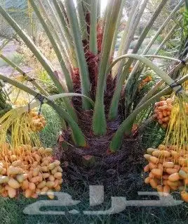 نخل للبيع مثمر نخيل جده مكه نخل خلاص برحي روثان للبيع 0