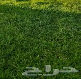 توريد وتركيب ثيل طبيعي c2000درجه اولى شرط 5