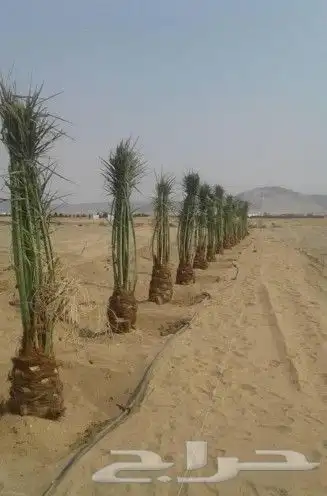زراعه نخيل توريد وغرس في جميع المناطق 2