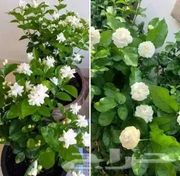 مزارع ومنسق الحدائق 4