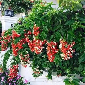 مزارع ومنسق الحدائق 1