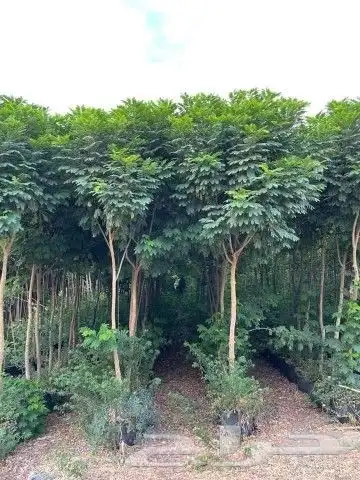 مزارع ومنسق الحدائق 3